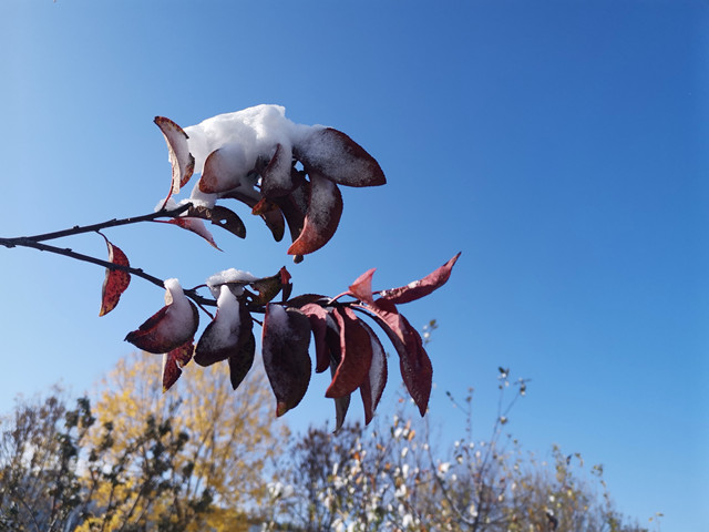 è��������|mrcat����|è��������