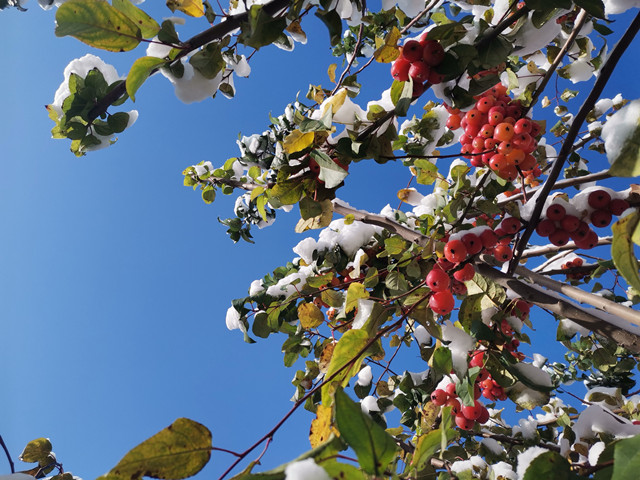 è��������|mrcat����|è��������