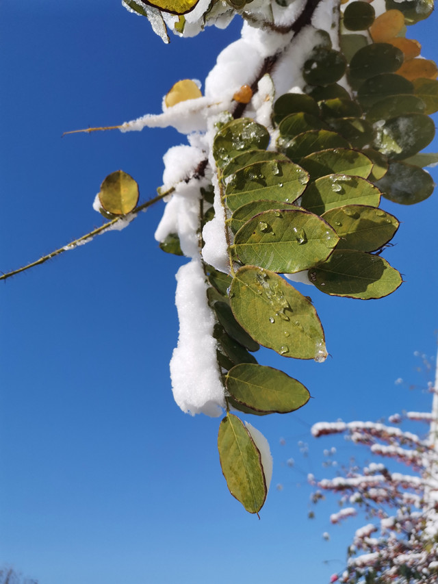 è��������|mrcat����|è��������