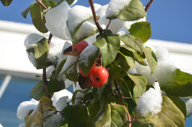 è��������|mrcat����|è��������