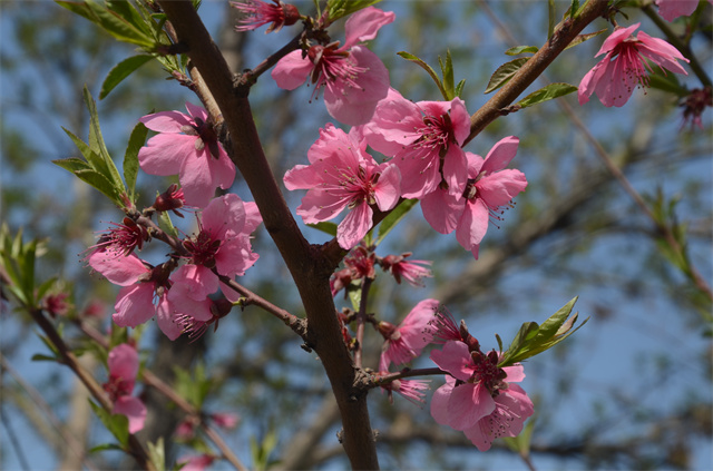 猫先生菠菜|mrcat体育|猫先生官网