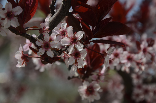 猫先生菠菜|mrcat体育|猫先生官网