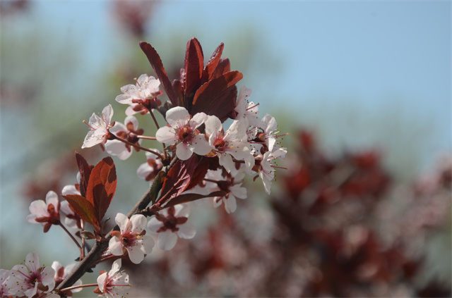 猫先生菠菜|mrcat体育|猫先生官网