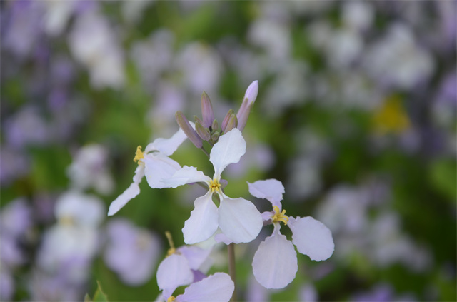 猫先生菠菜|mrcat体育|猫先生官网