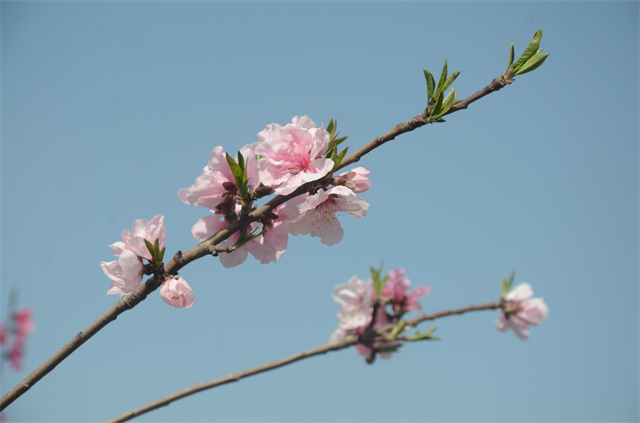 猫先生菠菜|mrcat体育|猫先生官网