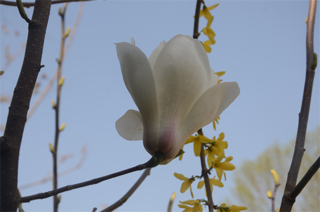 猫先生菠菜|mrcat体育|猫先生官网