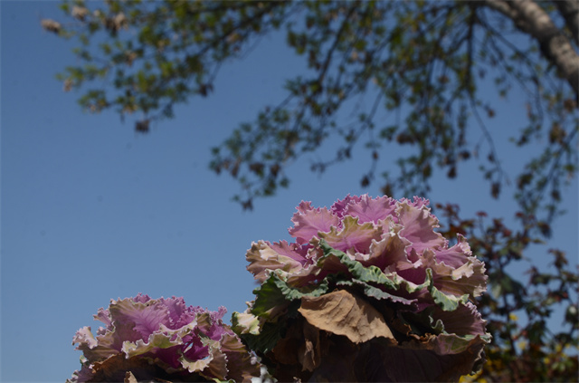 猫先生菠菜|mrcat体育|猫先生官网