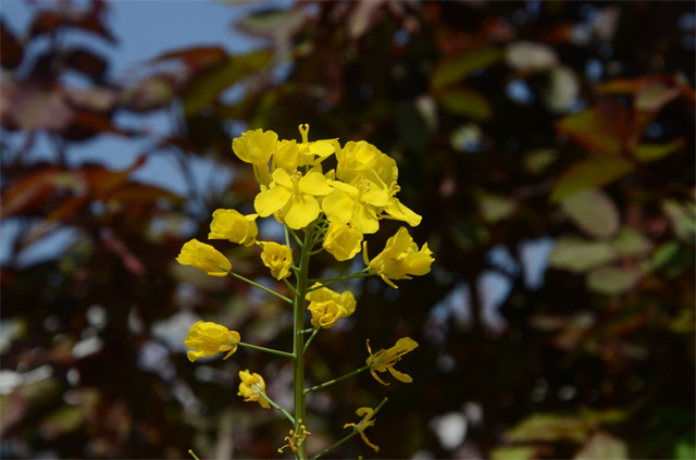 猫先生菠菜|mrcat体育|猫先生官网