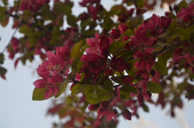 猫先生菠菜|mrcat体育|猫先生官网